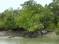 Sundarban Riverside