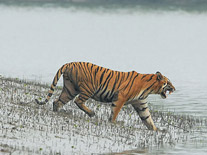 Sundarban Riverside Holiday