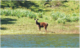 Periyar Tiger Reserve Thekkady