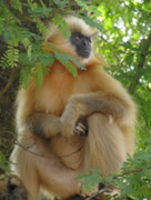 Manas National Park, Assam