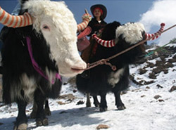 Hotel Saikripa Gangtok (Sikkim)